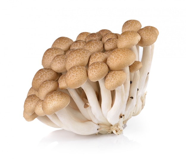 Brown beech mushrooms isolated on white background