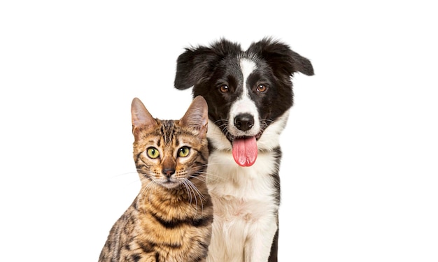 Brown bengal cat and a border collie dog with happy expression together on blue background looking at the camera