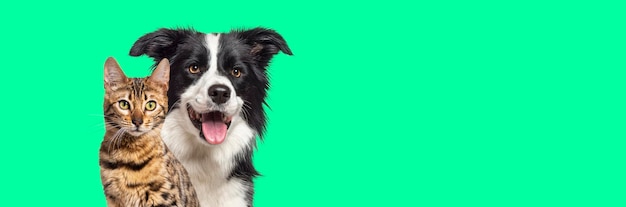 Brown bengal cat and a border collie dog with happy expression together on green background