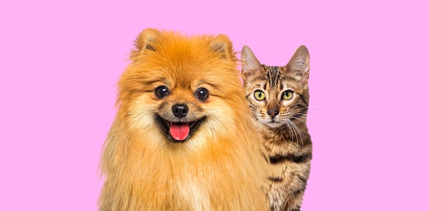 Brown bengal cat, Red Pomeranian dog panting with happy expression together on pin looking at camera