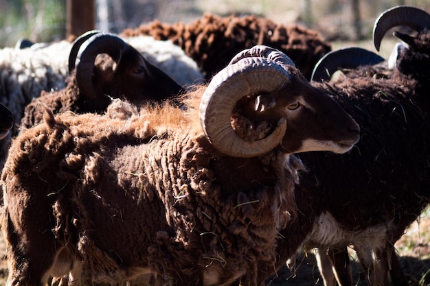 Foto pecore dalle grandi corna marroni che pascono nell'azienda agricola.