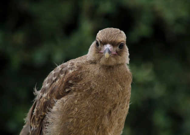 Photo brown bird chimango of patagonia bird looking straight ahead with feathers and beak