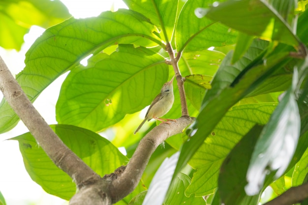 枝に腰掛け茶色の鳥