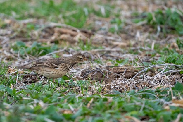 Photo a brown bird standing in the grass with its head down