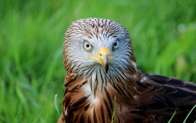 Photo a brown bird with a yellow beak and a yellow beak