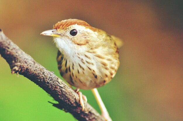 Photo brown bird