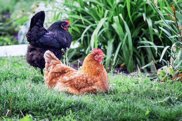 Brown and black chicken in garden near bush of flowers