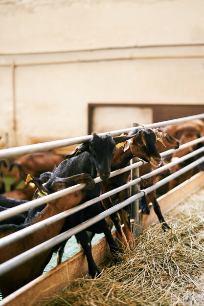Foto capre marroni e nere in una fattoria chiusa fuori dal recinto