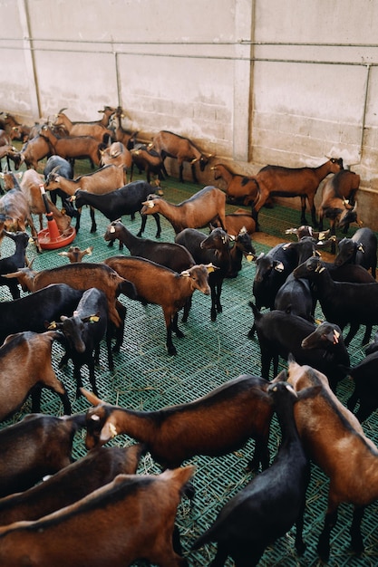 Photo brown and black goats stand and lie on a farm