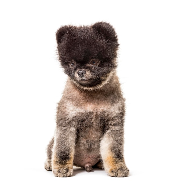 Brown and Black groomed Spitz stitting on a white background