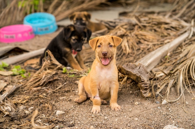 Foto cuccioli randagi marroni e neri che si siedono sulla terra