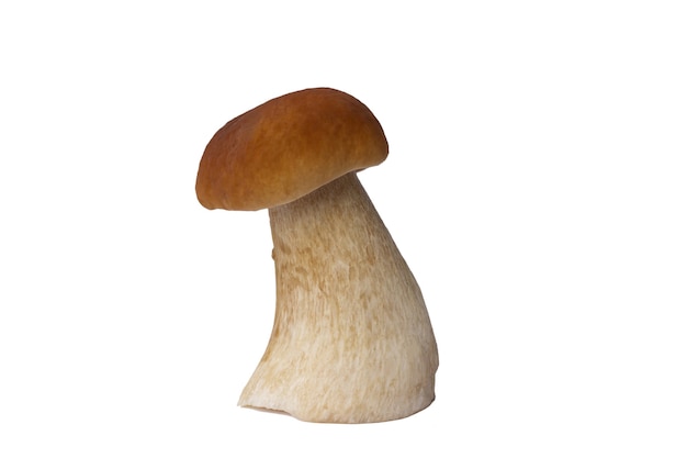 Brown boletus mushroom isolated on white background.