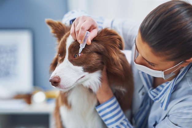 写真 獣医の訪問中のブラウンボーダーコリー犬高品質の写真