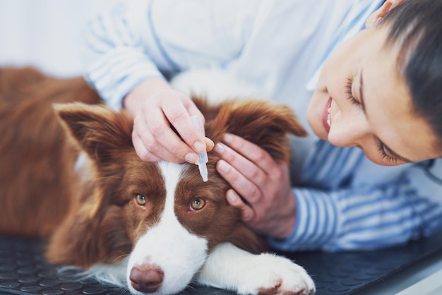 Brown Border Collie dog during visit in vet High quality photo