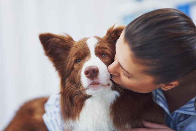 獣医の訪問中のブラウンボーダーコリー犬高品質の写真