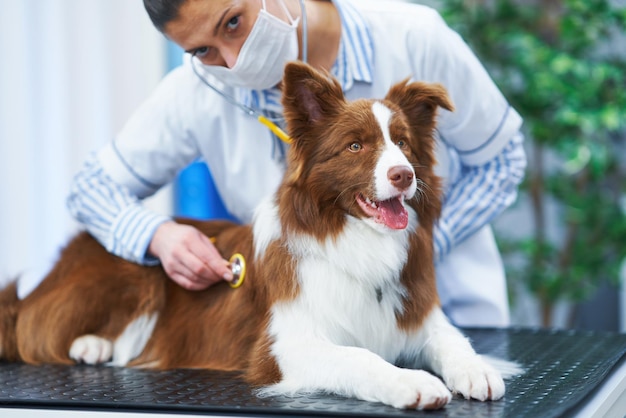 Brown Border Collie dog during visit in vet High quality photo