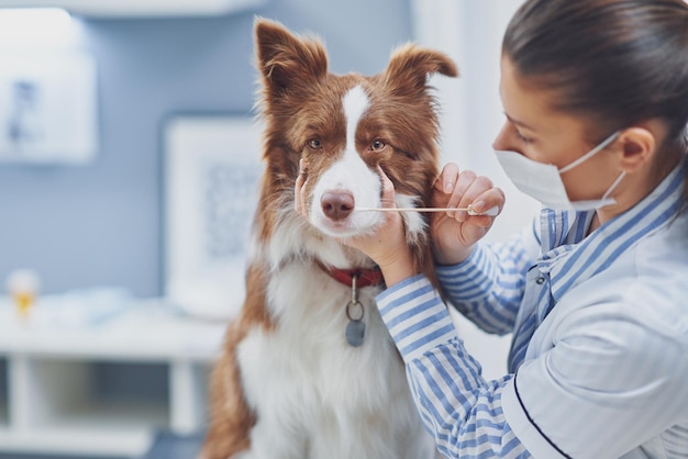 Brown Border Collie dog during visit in vet High quality photo