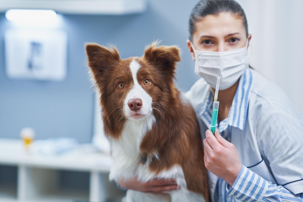 Brown Border Collie dog during visit in vet High quality photo