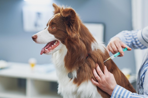 Brown Border Collie dog during visit in vet High quality photo