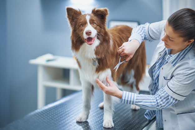 Brown Border Collie dog during visit in vet High quality photo