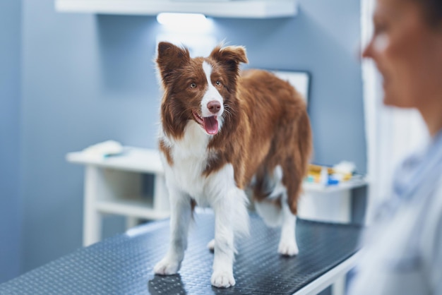 Brown Border Collie dog during visit in vet High quality photo