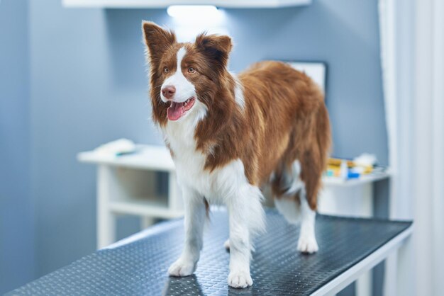 Brown Border Collie dog during visit in vet High quality photo