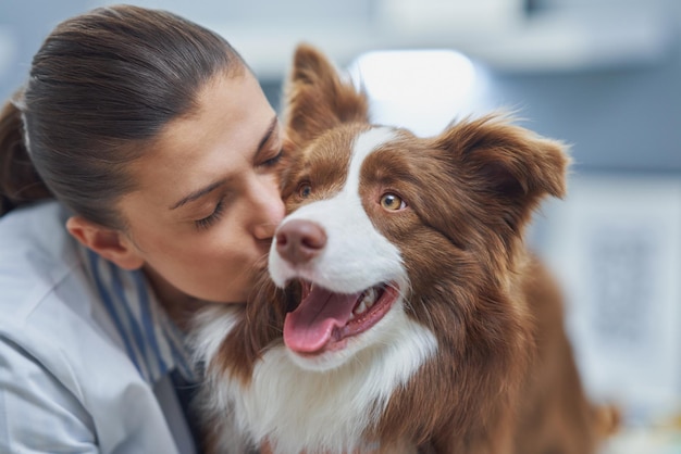 Brown Border Collie dog during visit in vet High quality photo