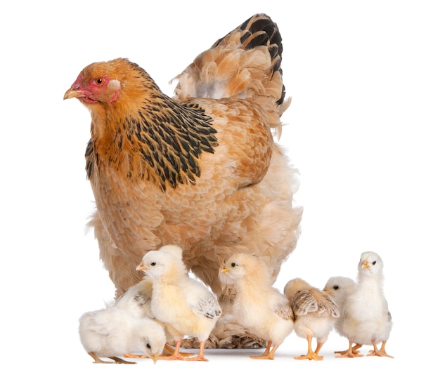 Brown Brahma Hen and her chick on a white isolated