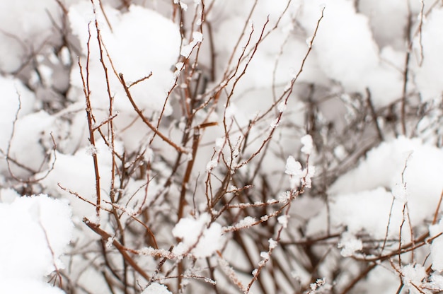 雪の固体背景の茶色の枝