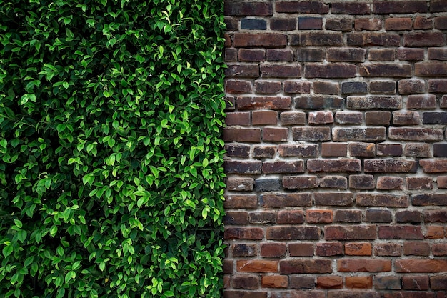 Brown brick wall and green leaves. Background