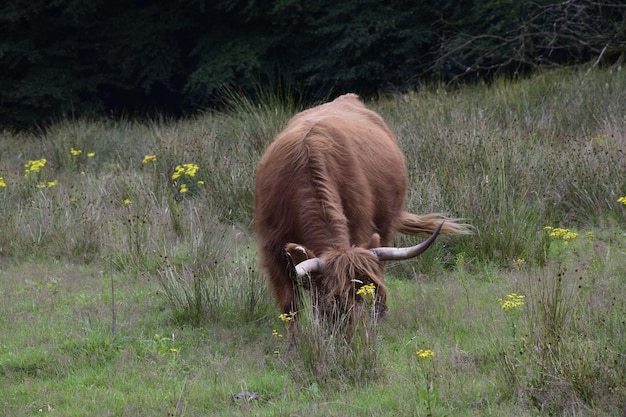 Toro marrone al pascolo nei campi verdi