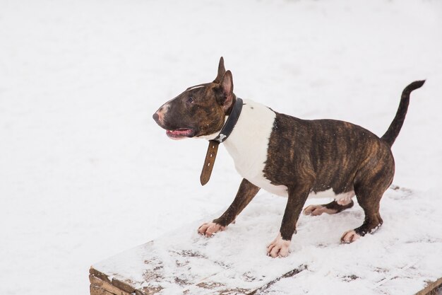 茶色のブルテリアは公園の雪の上を歩きます。遊び心のある純血種の犬