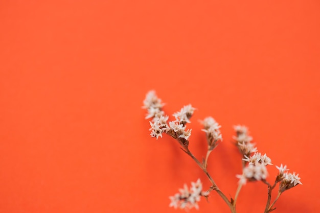 Brown bunny tail grass on red background copy space dried grass