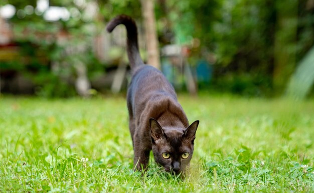 茶色のビルマの子猫が目をそらし、誰かを捕まえる準備をしている美しい家畜猫が自然の中で楽しく遊んでいます