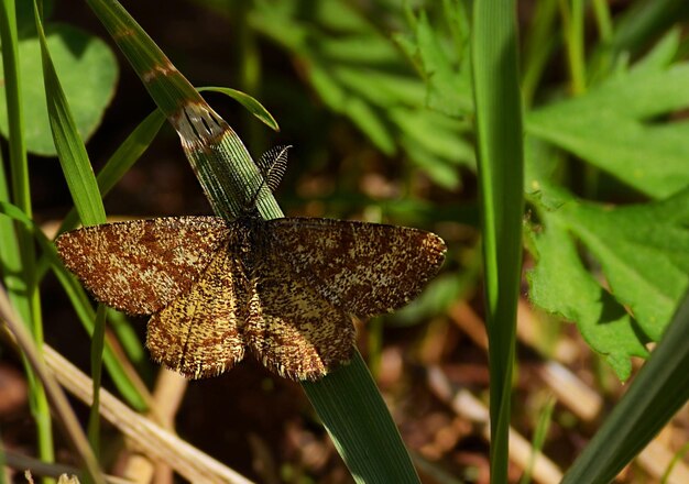 Brown butterfly on green grass in summer