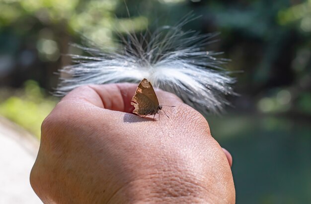 白いおしべを持っている手に茶色の蝶。