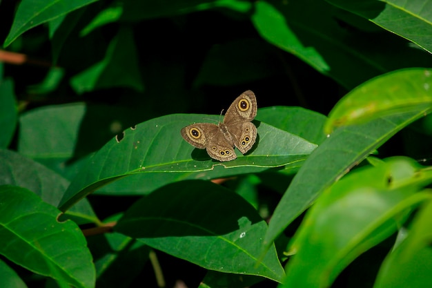 Brown butterfly on leaf in nature