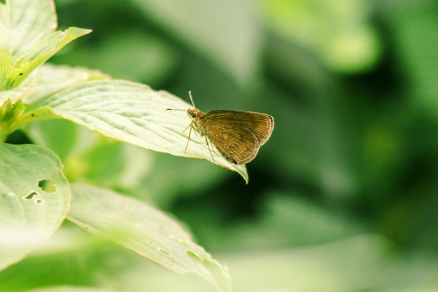 Коричневая бабочка на листе