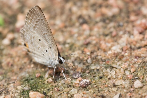 Brown butterfly macro