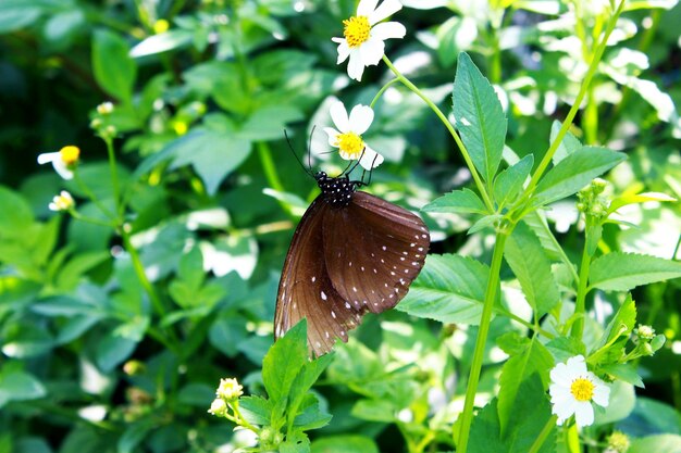 白い花に茶色の蝶のとまり木