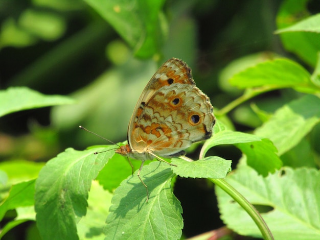 Farfalla marrone arroccato sulla foglia