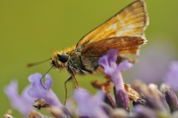 Brown butterfly pollinating on purple flower