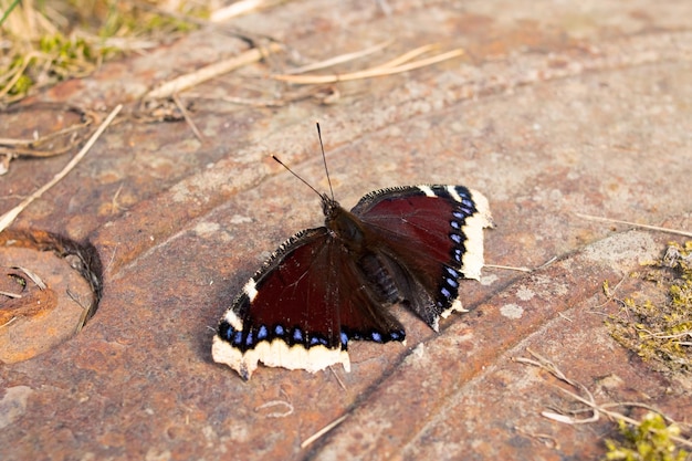 Brown butterfly sits on a metal hatch