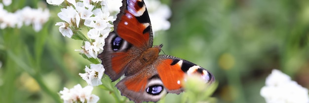 Коричневая бабочка, сидящая на белом цветке статицы в саду крупным планом, опыление ботаники