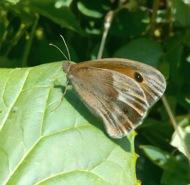 A brown butterfly with a black spot on its wing is sitting on a green leaf.