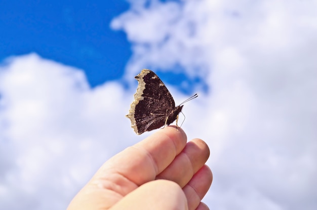 Brown butterfly with white patterns on the wings folded on a female hand