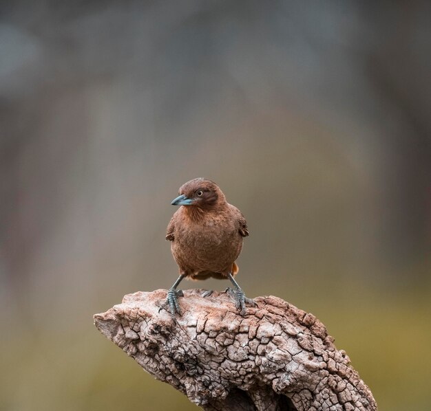 Brown cacholote Patagonia Argentina