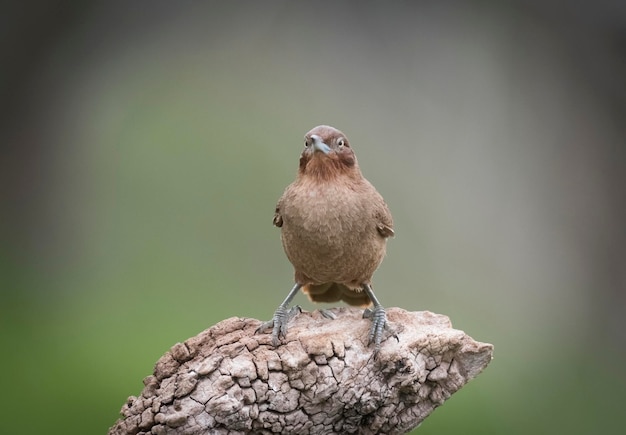 Brown cacholote Patagonia Argentina