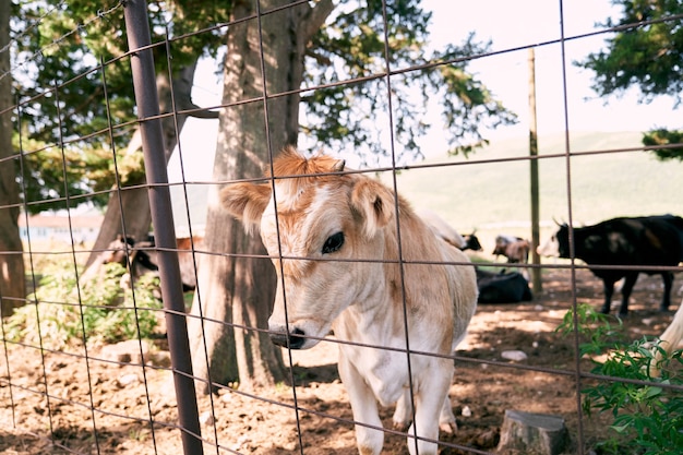 Brown calf stands behind a fence in a pasture closeup