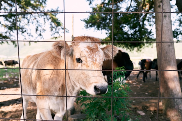 Brown calf stands behind a fence in a pasture